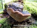 Fomitiporia robusta-amf1570